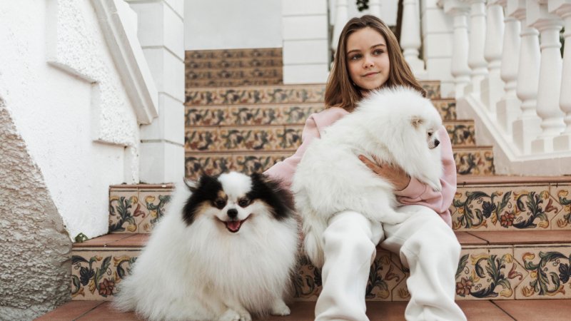 Whoodle Puppies Are in High Demand
